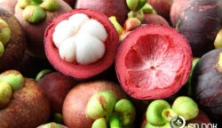 Buah Manggis