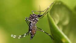 Nyamuk Aedes Aegypti